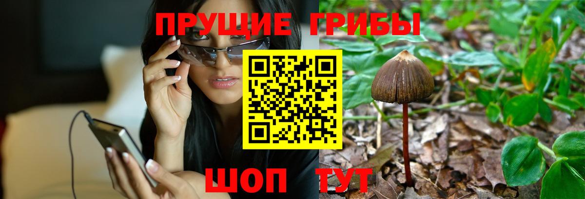 Псилоцибиновые грибы Psilocybe Керчь